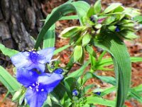 Virginia Spiderwort